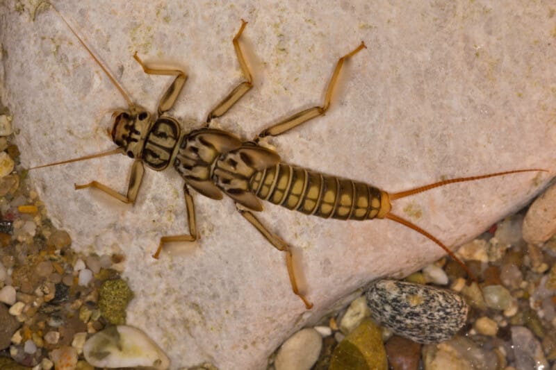 Image of a stonefly larvae sitting on a rock