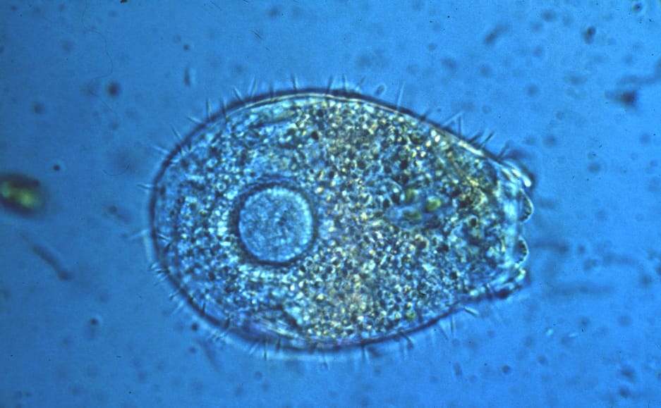Image of a water organism